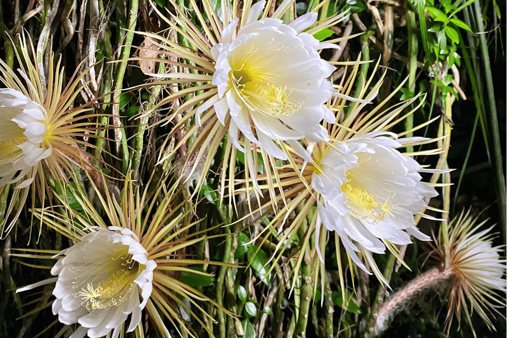 Peniocereus