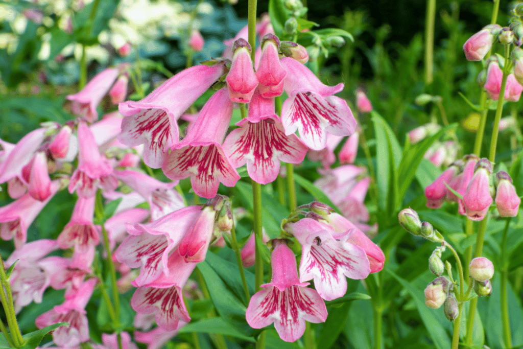 Penstemon