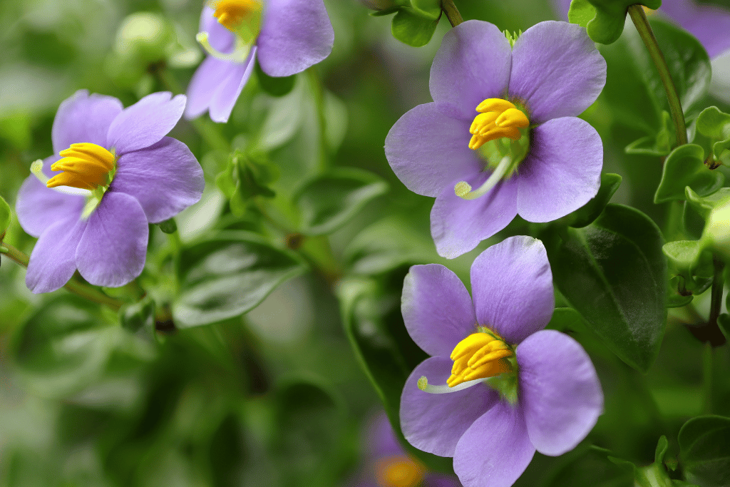 Persian Violet