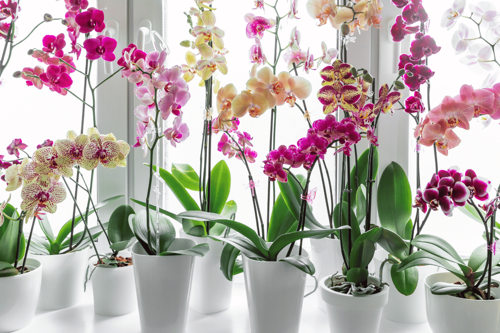 Phalaenopsis