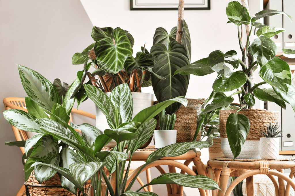 Philodendron Care