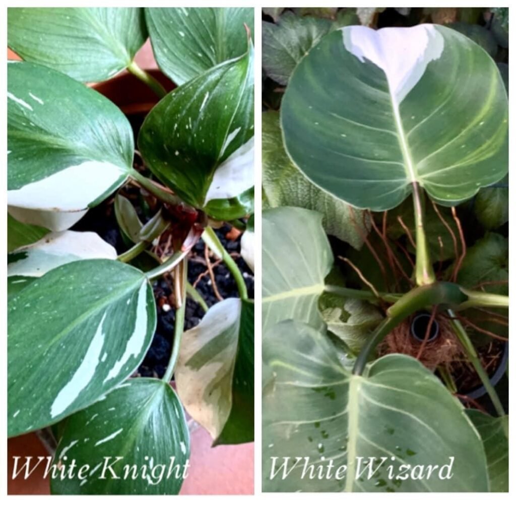 Philodendron White Knight Vs White Wizard