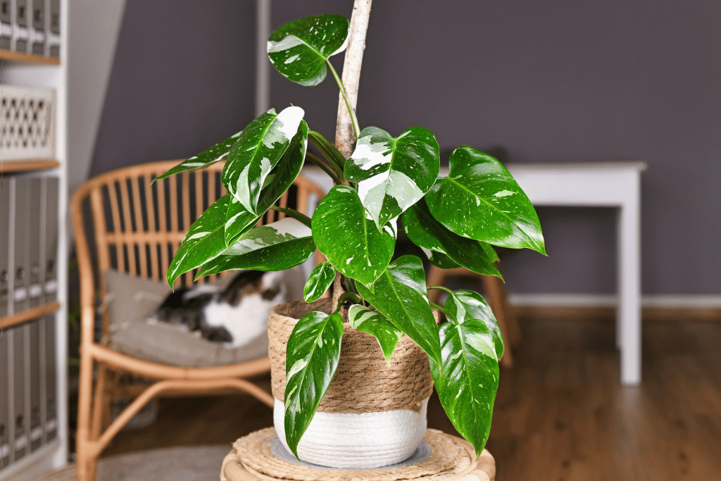 Philodendron White Knight Plant