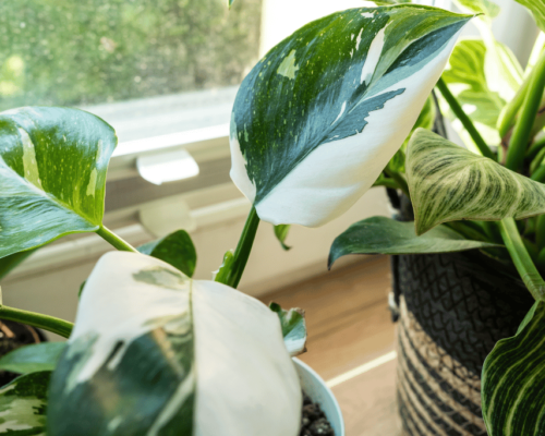 philodendron white princess vs white knight