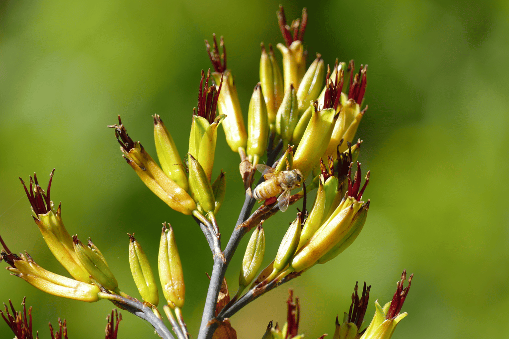 Phormium