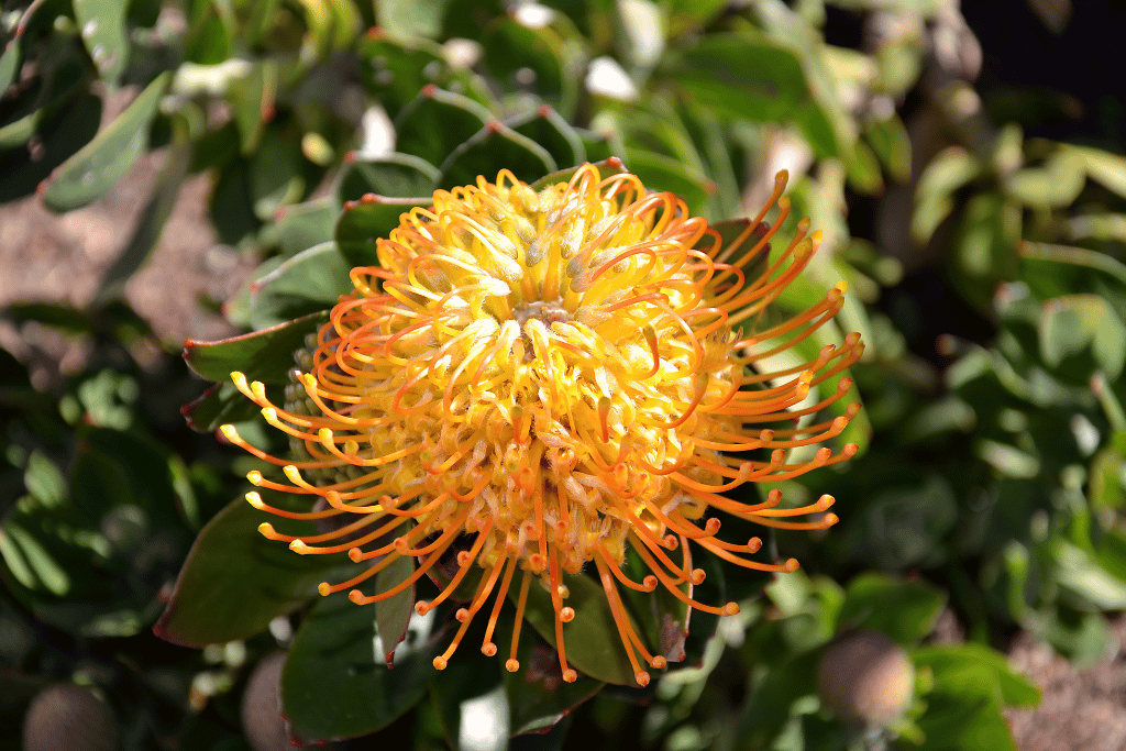 Pincushion Flower