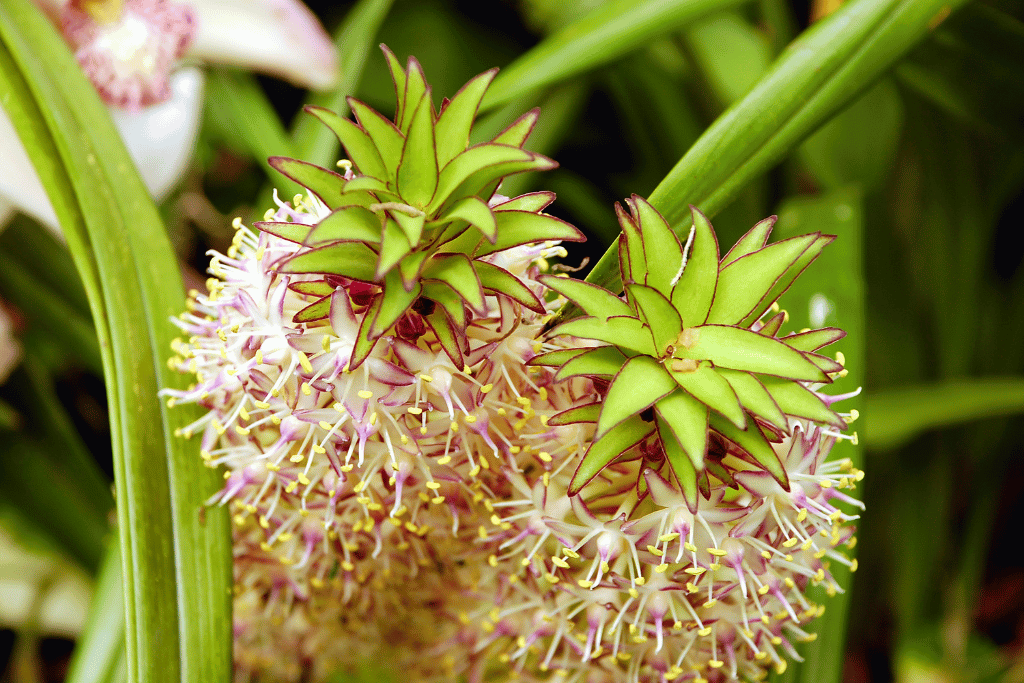 Pineapple Lily