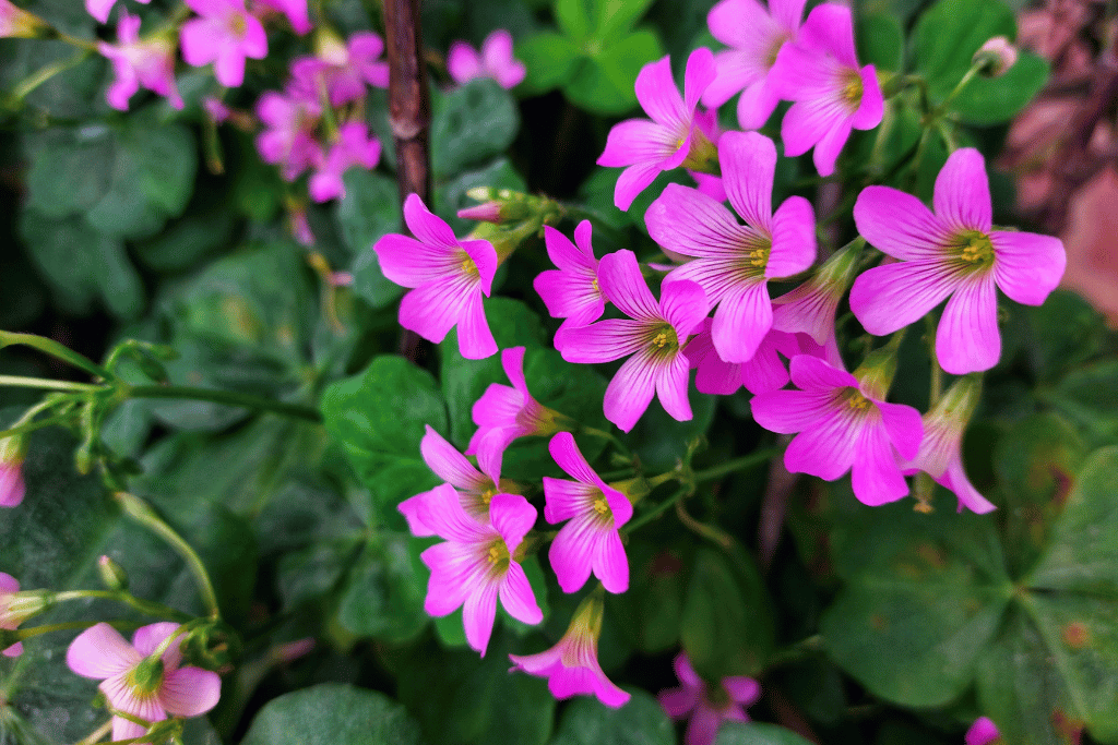 Pink Oxalis