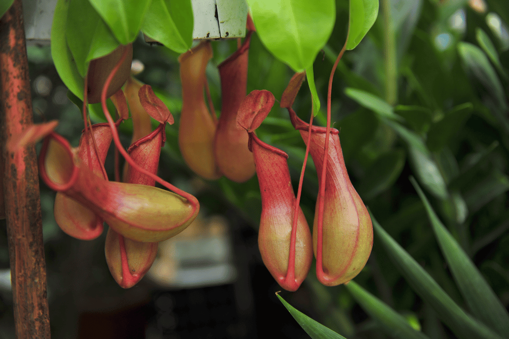 Pitcher Plant