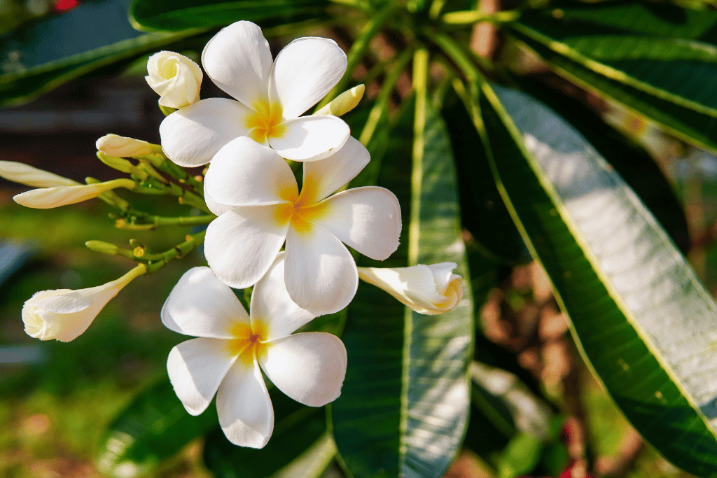 Plumeria