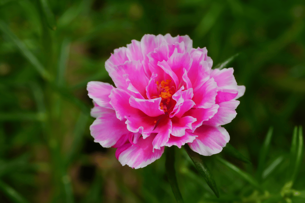 Portulaca