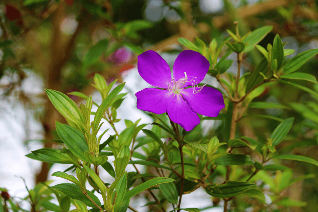 Princess Flower