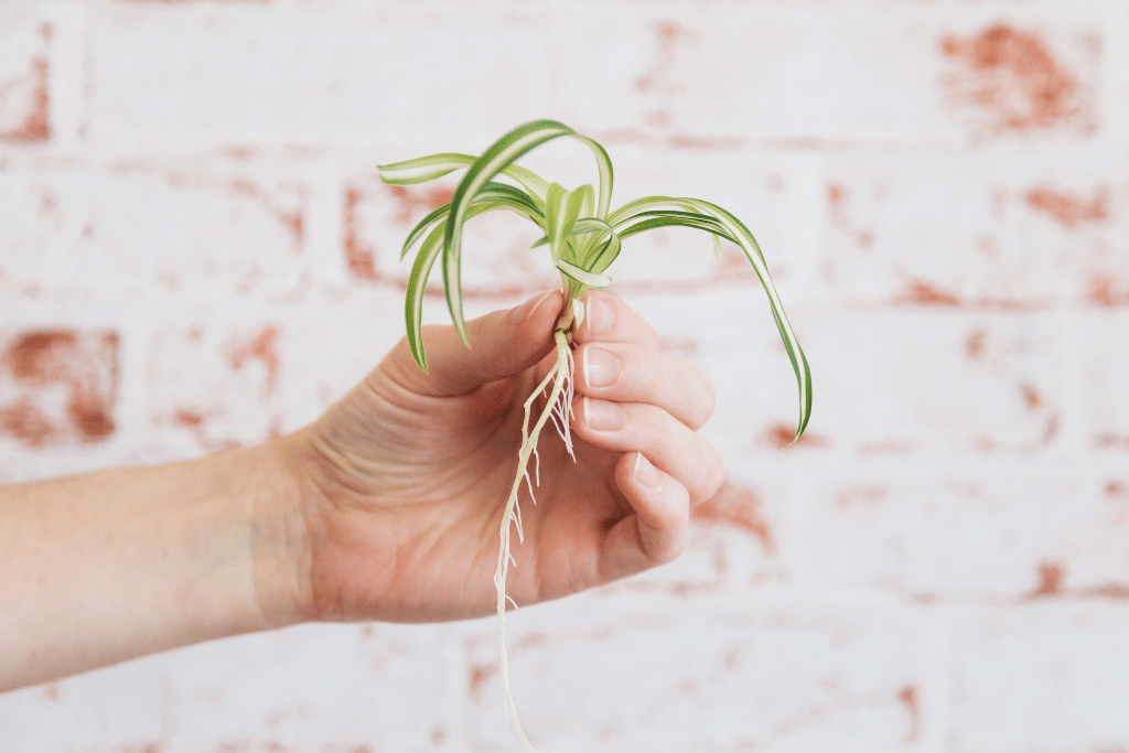 Propagate Spider Plants