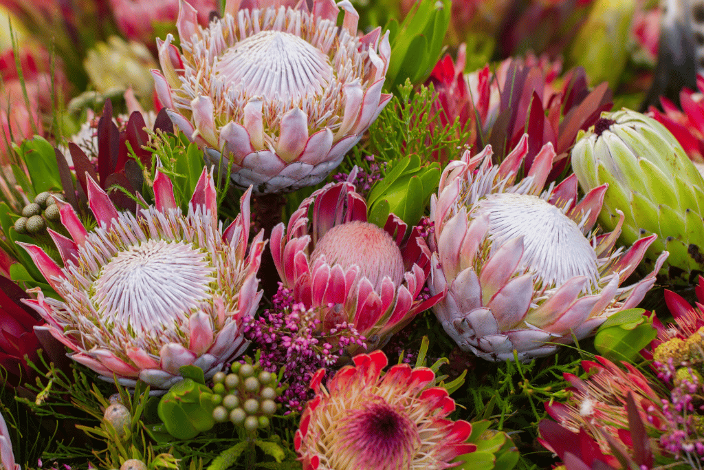 Protea