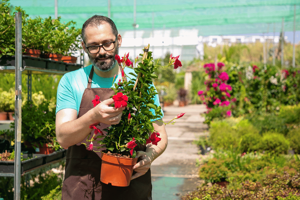 Pruning Rio Dipladenia