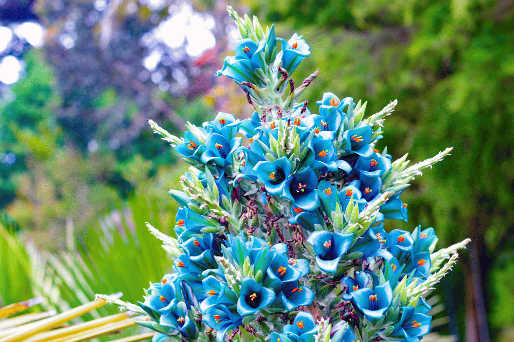 Puya