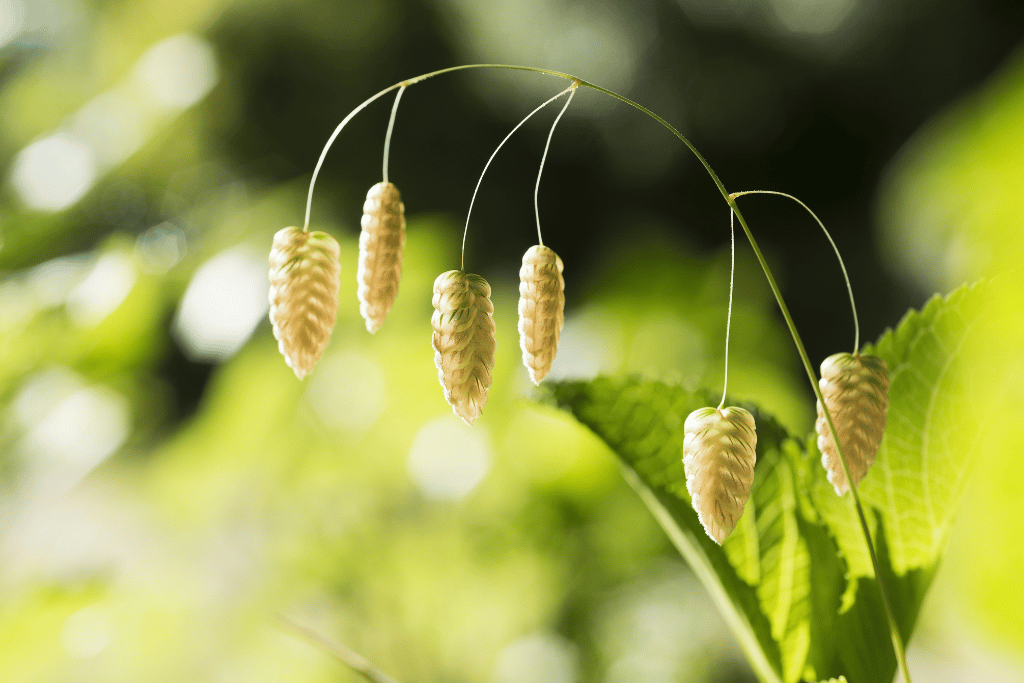 Quaking Grass