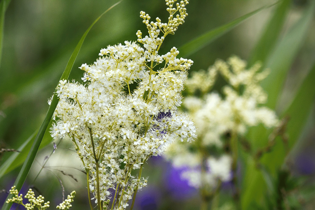 Queen of the Meadow 