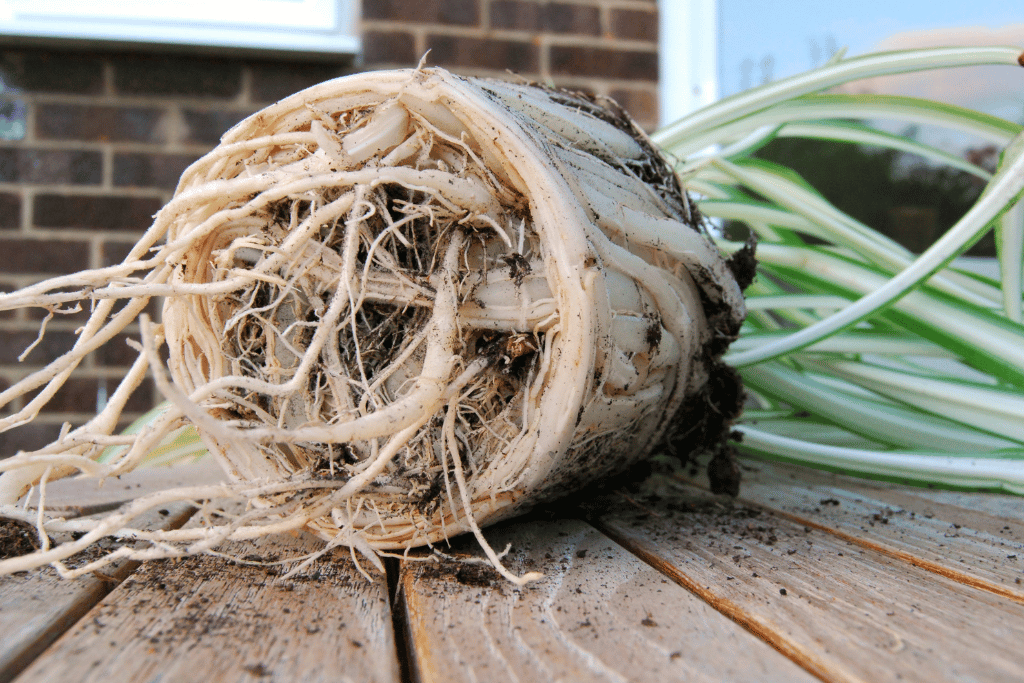 Repot Your Spider Plant