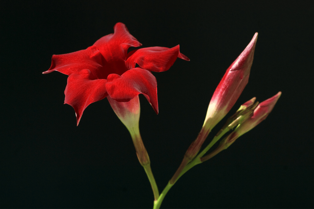 Rio Dipladenia Appearance