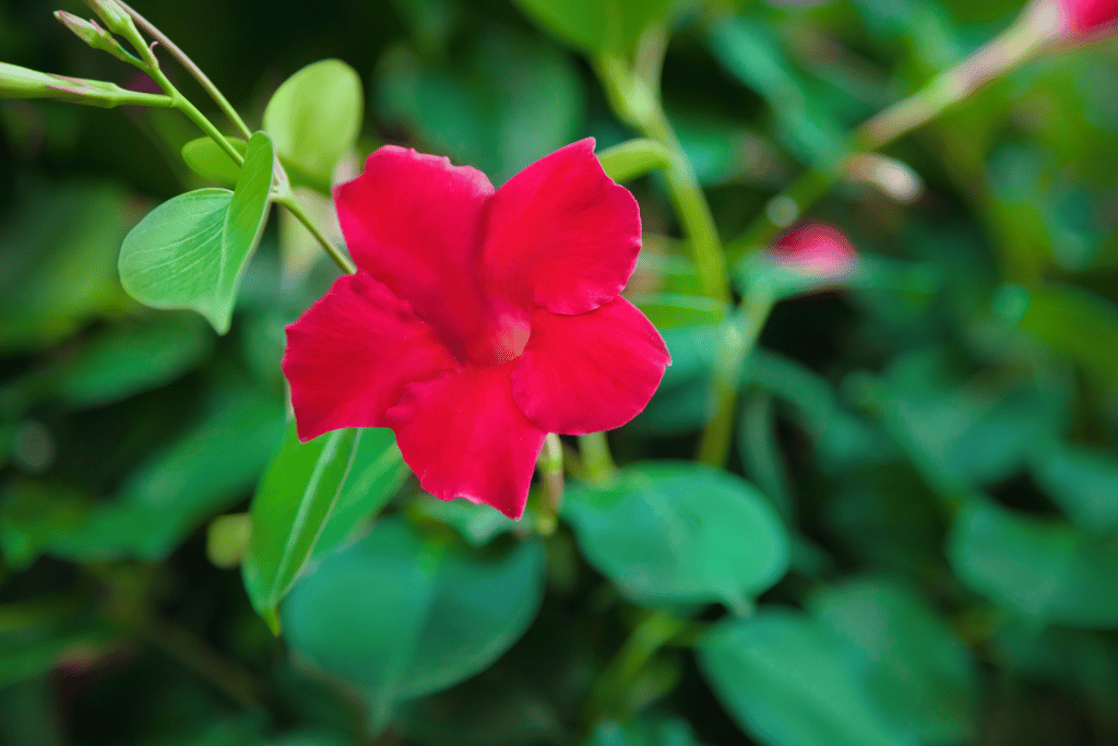 Rio Dipladenia Flower