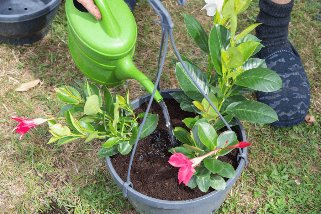 Rio Dipladenia Growing Requirements