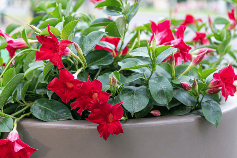 Rio Dipladenia: A Complete Guide to Growing and Caring