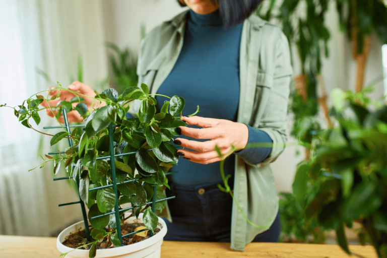 Rio Dipladenia: A Complete Guide to Growing and Caring