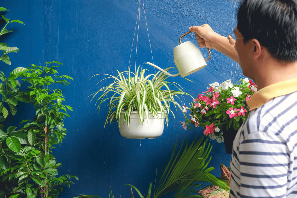 Spider Plant Care 