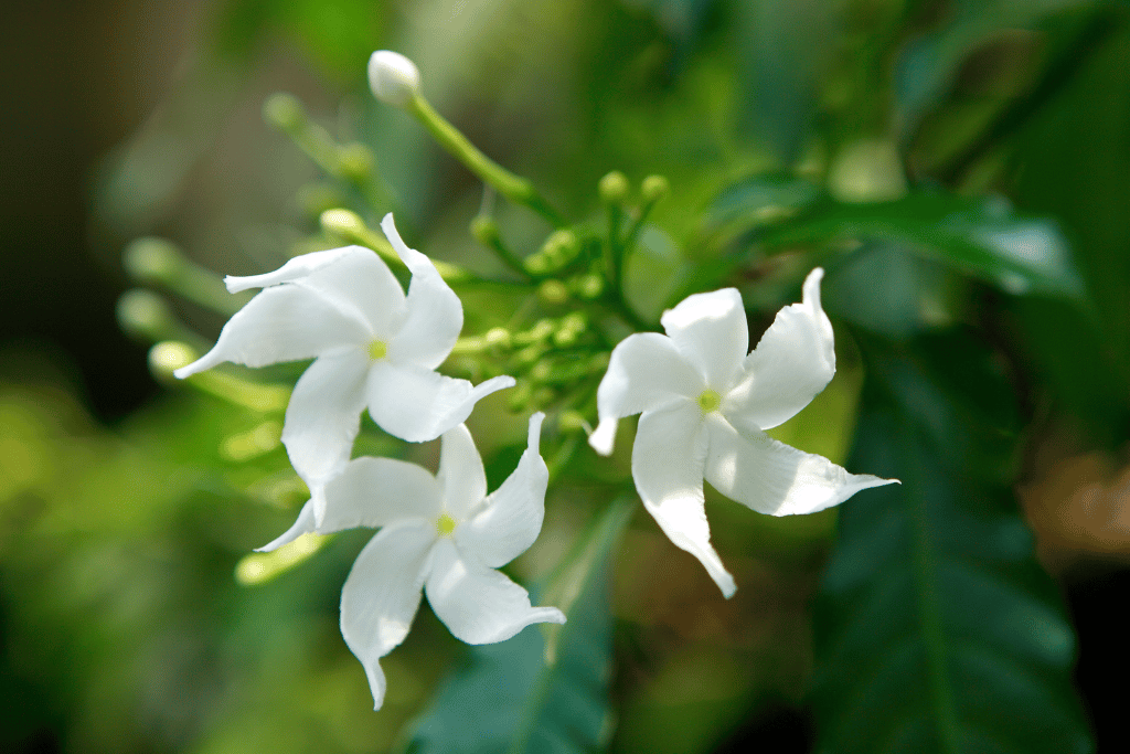 Star Jasmine