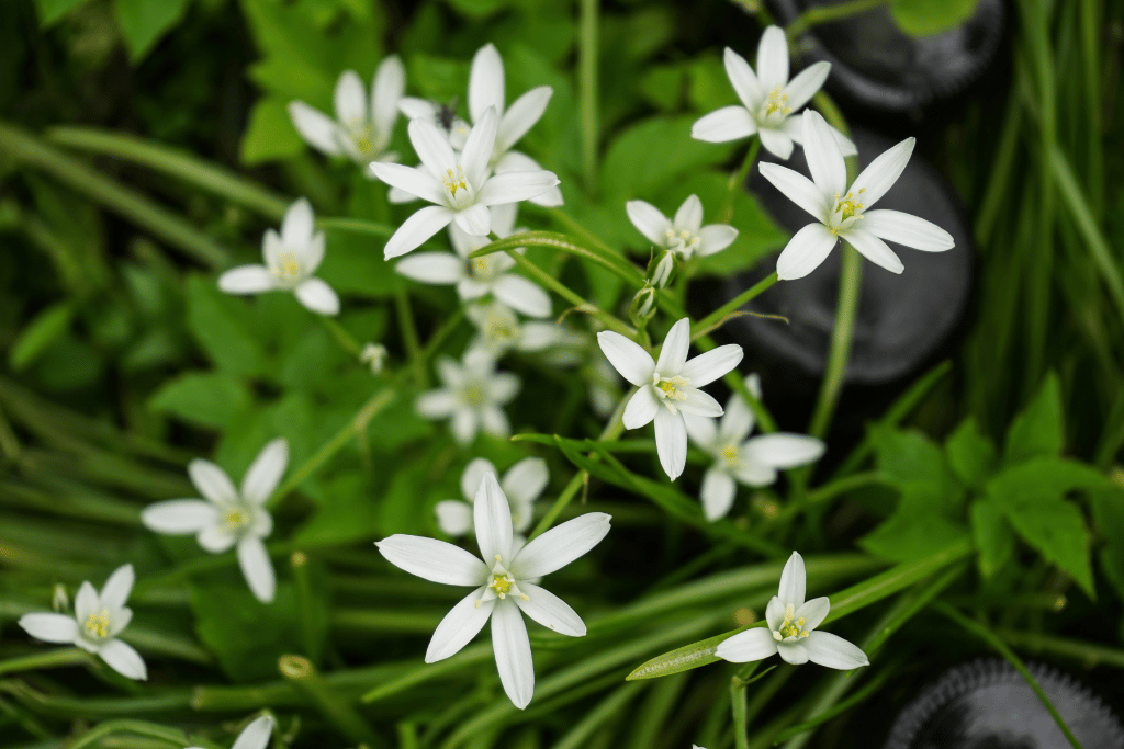 Star of Bethlehem