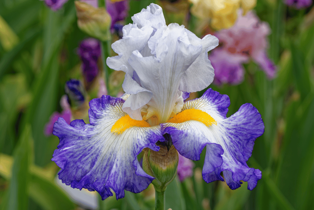 Tall Bearded Iris