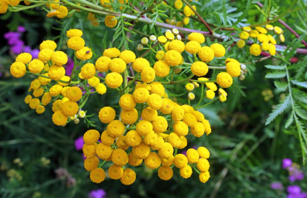 Tansy