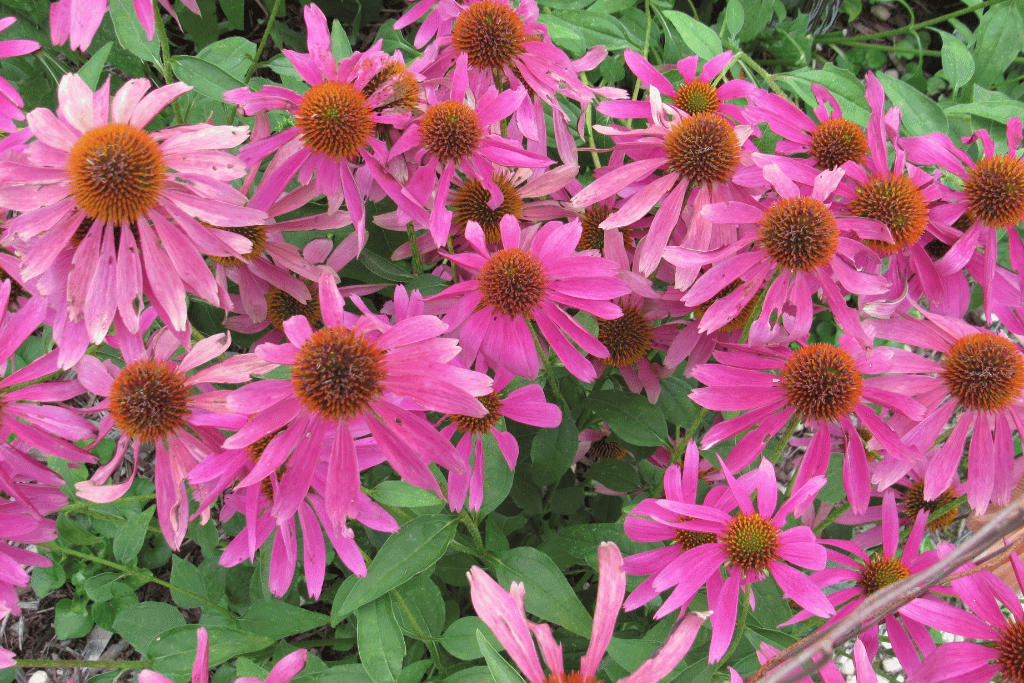 Tennessee Coneflower