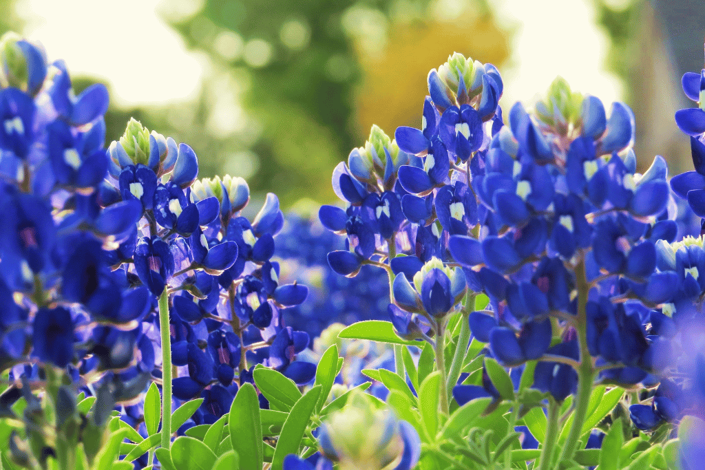 Texas Bluebonnet