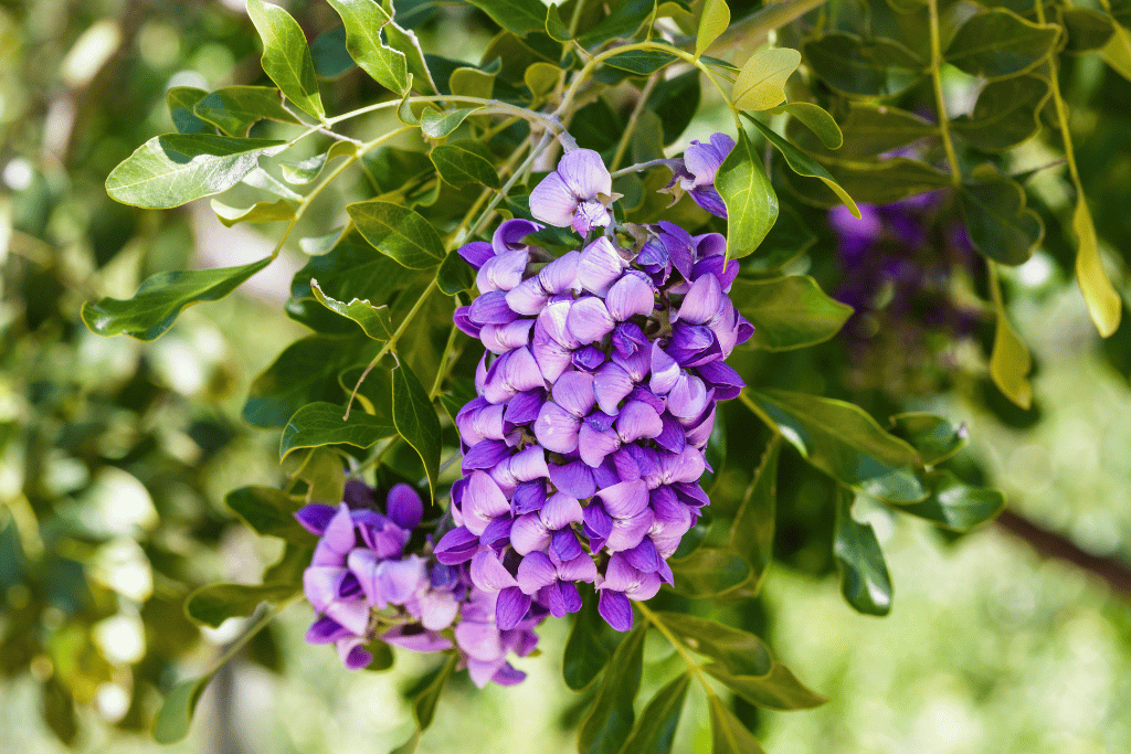 Texas Mountain Laurel 