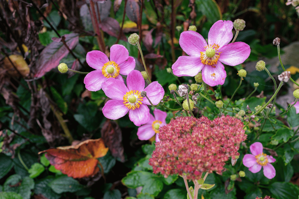 Thimbleweed