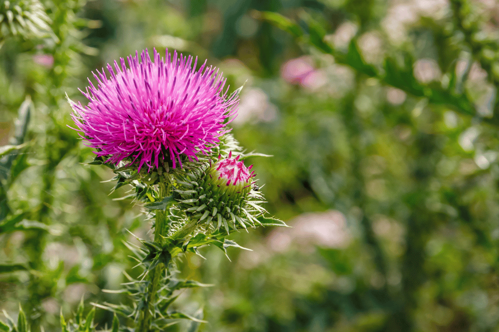 Thistle