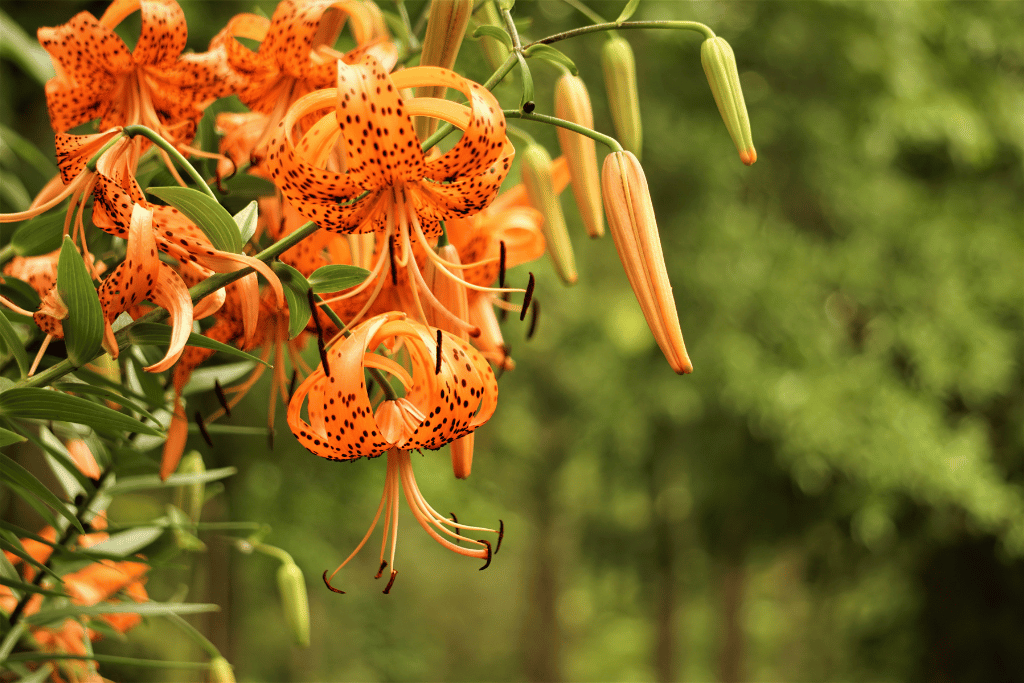 Tiger Lily