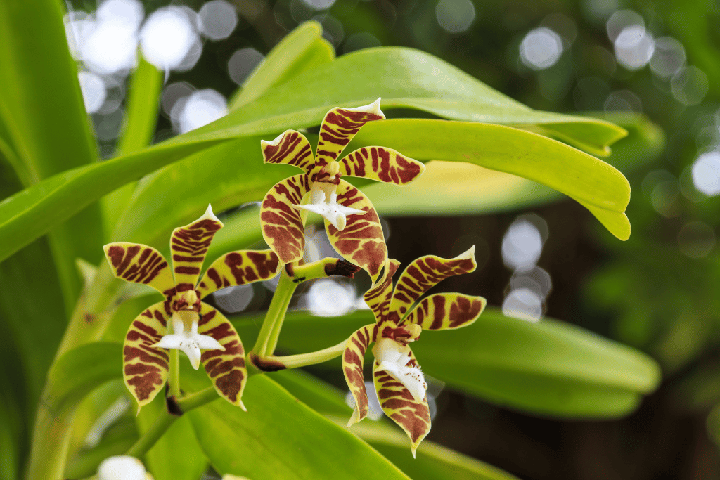 Tiger Orchid