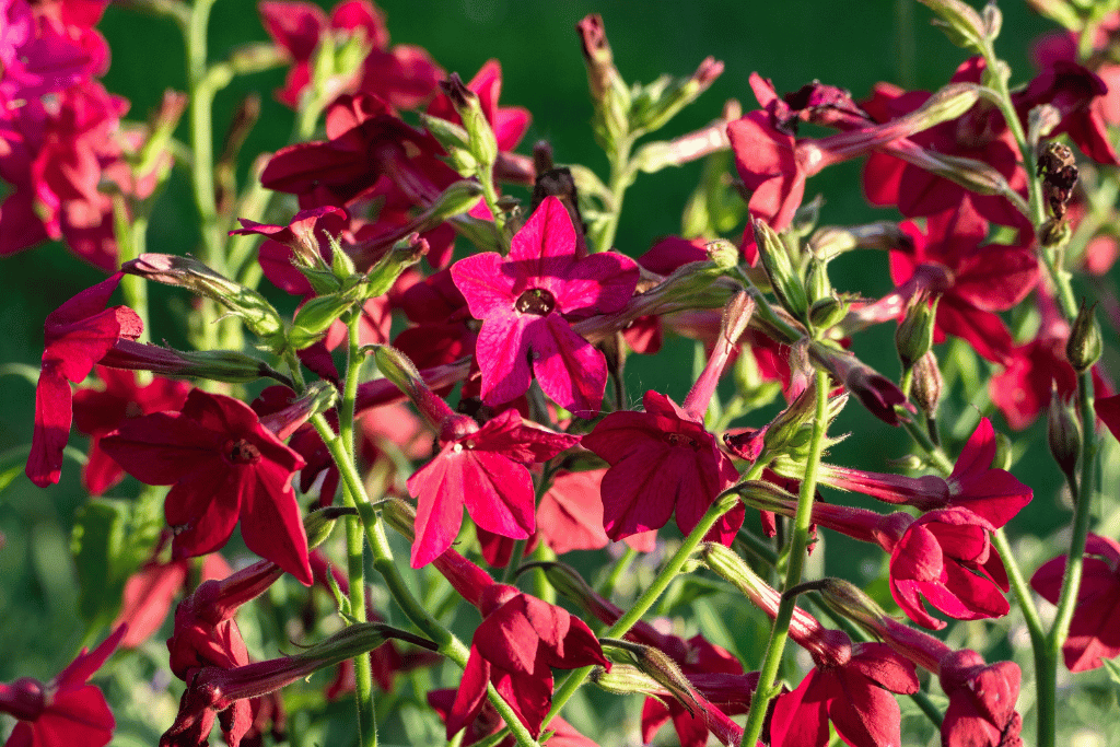 Tobacco Plant 