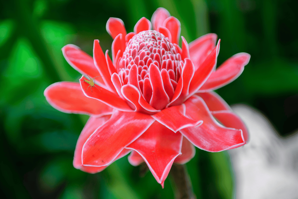 Torch Ginger