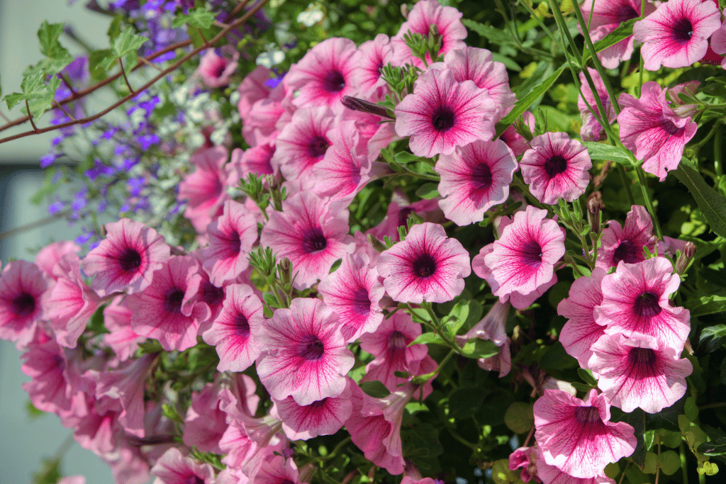 Trailing Petunia