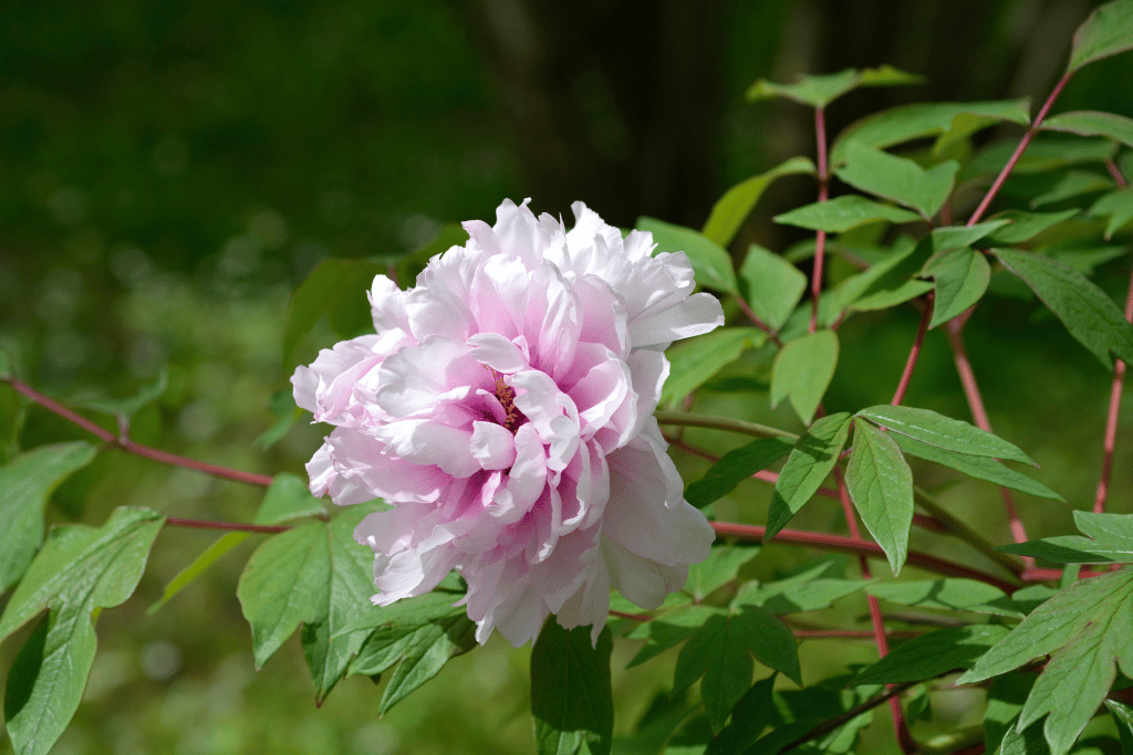 Tree Peony