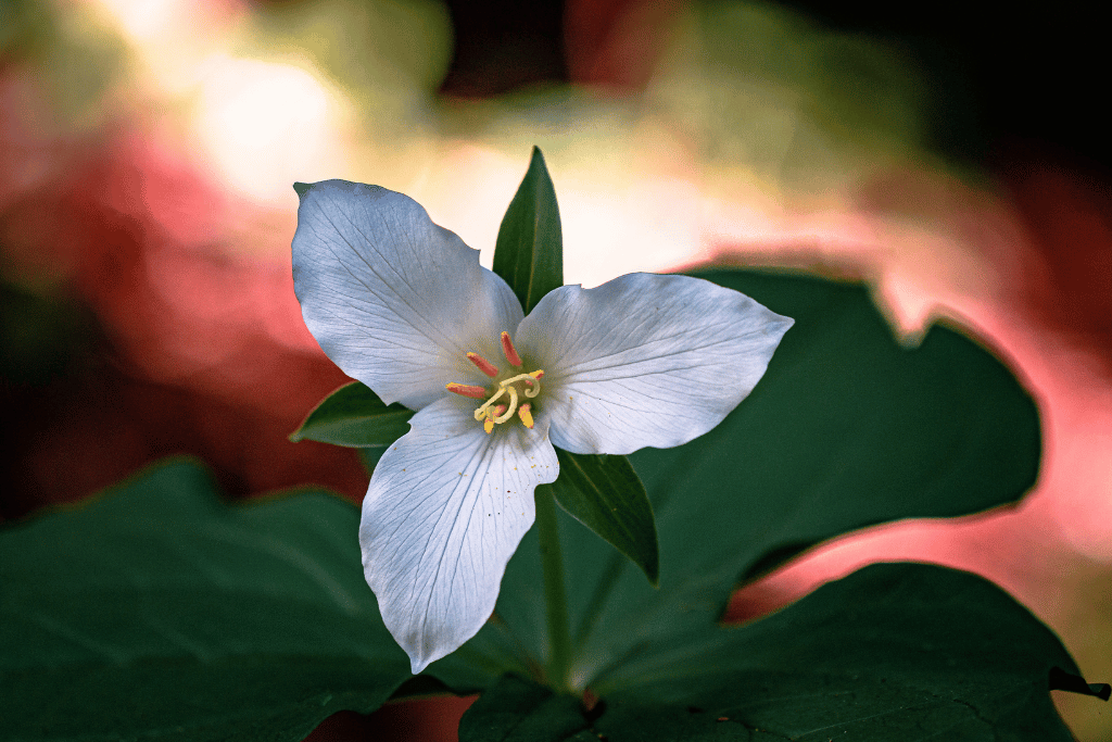 Trillium