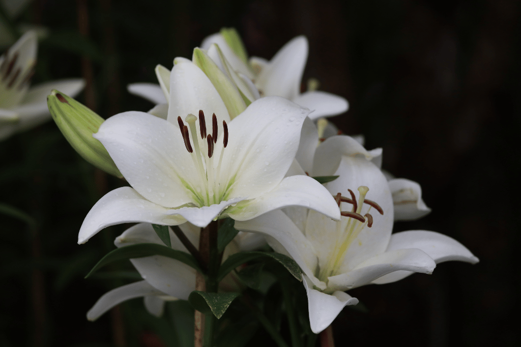 Trumpet Lily