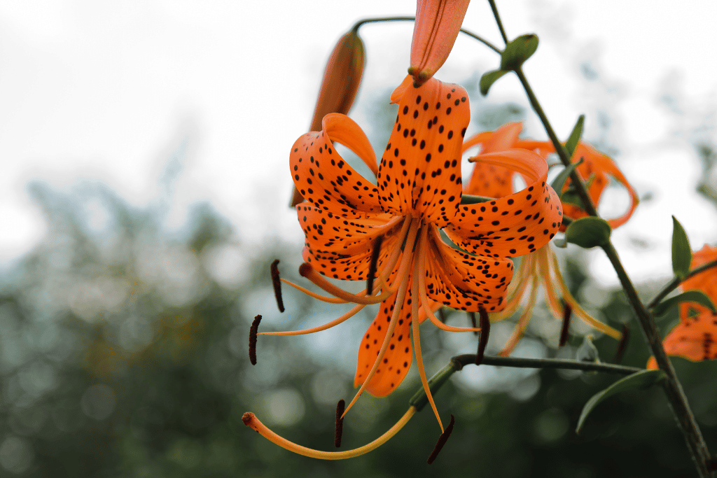 Turkish Cap Lily