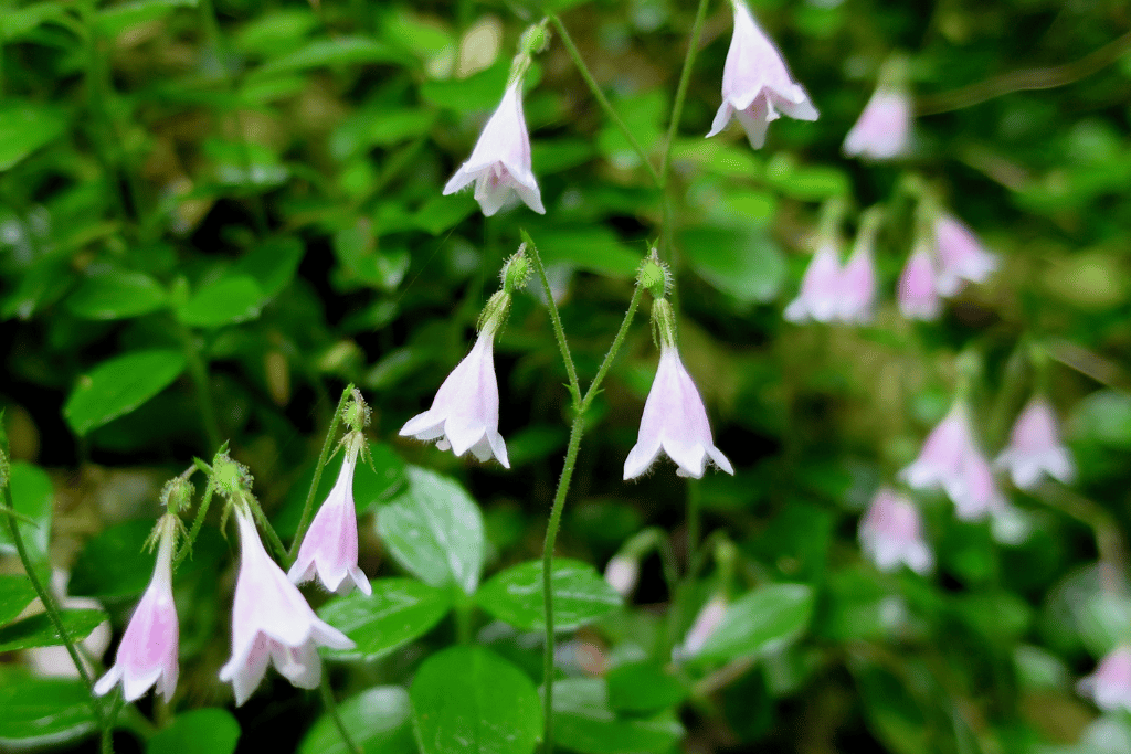 Twinflower