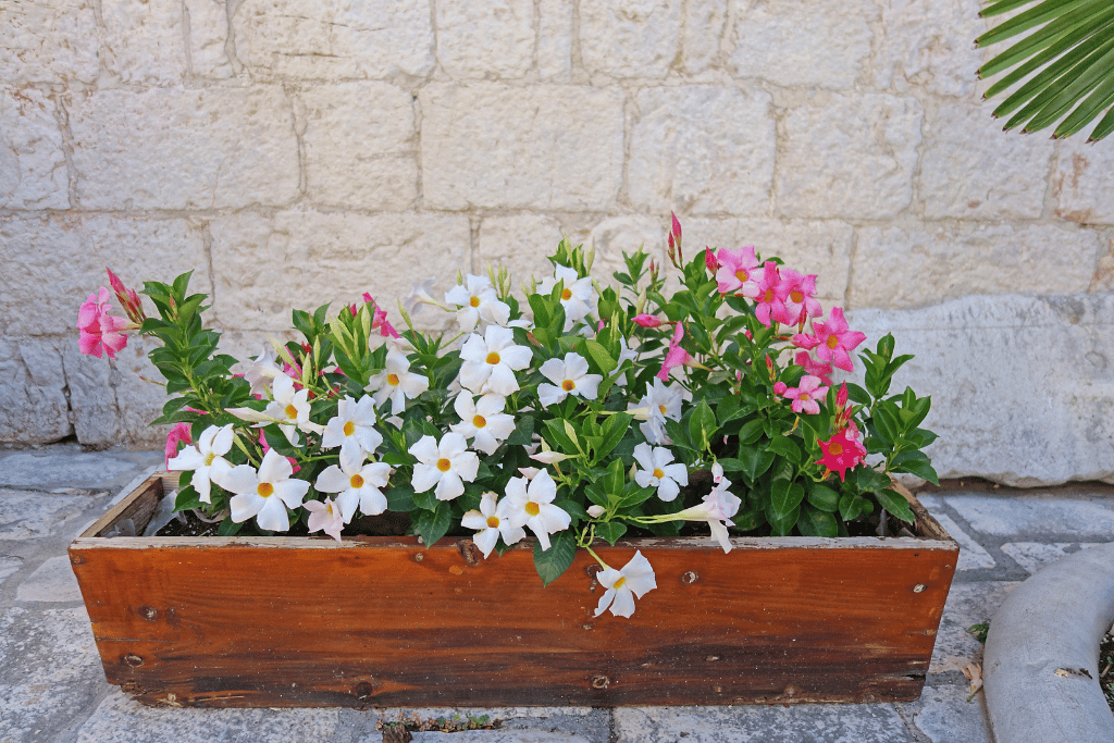 Types of Rio Dipladenia