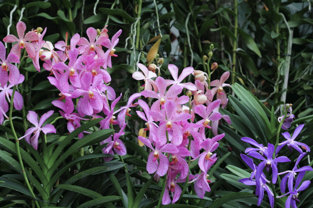 Vanda Miss Joaquim